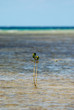 Photo en ligne au meilleur prix b�b� mangrove