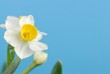 Close up of white daffodils