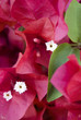 Flores Rojas