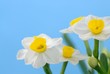 white daffodils