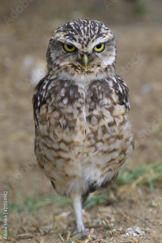 Foto: Burrowing Owl Portrait Burrowing Owl Portrait