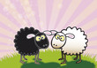 Black and White Sheep