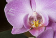 Orquídea