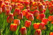 Tulpenüberfluss