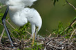 egret in the nest