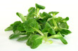 Feldsalat