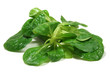 Feldsalat