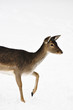 beautiful roe deer in the woods