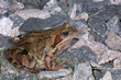 Photo: rana temporaria, common frog rana temporaria, common frog