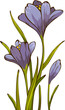 Spring crocus