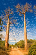Baobab trees, Madagascar Baobab trees, Madagascar