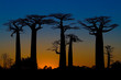 Sunset and baobabs trees Sunset and baobabs trees