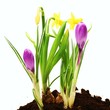 freigestellte Frühlingsblumen