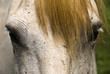 Gros plan sur la magnifique tête d'un cheval au toupet roux
