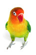 Lovebird agapornis-fischeri isolated on white