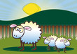 Family of Sheep