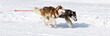 chiens panoramiques