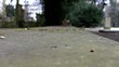 Eichhörnchen