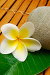 tropical frangipani flower