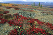 Herbstfärbung im Yukon, Canada Herbstfärbung im Yukon, Canada
