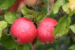 Red Apples Hanging on Branch