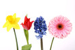 Flowers on white background: daffodil, tulip, hyacinth, gerbera Flowers on white background: daffodil, tulip, hyacinth, gerbera