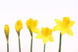 Daffodils in different stages of blooming on white background