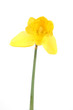 Daffodil on white background Daffodil on white background
