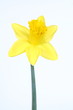 Daffodil on white background Daffodil on white background