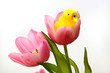 Tulpen Kücken