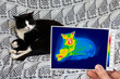 thermography of a domestic cat lying on a sofa