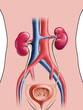 Ilustración: Urinary sistem Urinary sistem