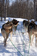 chiens de traineau huskies