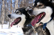 chiens huskies
