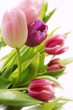 Tulipes arlequins