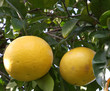 Albero con frutti