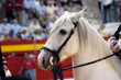 Caballo andaluz de raza 51