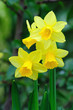 Yellow dwarf trumpet daffodils with tiny white petal tips Yellow dwarf trumpet daffodils with tiny white petal tips