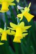 Yellow dwarf trumpet daffodils with tiny white petal tips