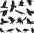 Carrion Crow