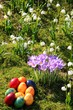 Ostereier, Krokusse, Märzbecher, Frühlingswies Ostereier, Krokusse, Märzbecher, Frühlingswies