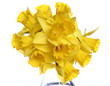 Bunch of daffodils on white background Bunch of daffodils on white background