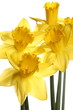 Daffodils on white background Daffodils on white background