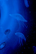 MEDUSAS AZULES MEDUSAS AZULES