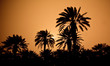 sonnenuntergang/palmen