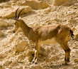 steinbock