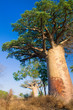 Baobab trees, Madagascar Baobab trees, Madagascar