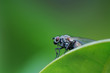 fly sitting on a leaf fly sitting on a leaf