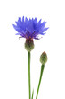 Kornblume