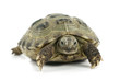 tortoise
